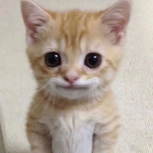 Meet your Posher, Shaniya